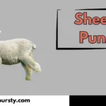 Sheep Puns